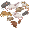 Herz Mäuse Maus