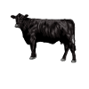 Dessin d’une vache Black Angus