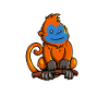 Kawaii snub-nosed monkey