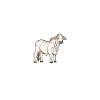 Brahman Daddy - Brahman Beef