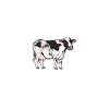 Holstein Daddy - Boeuf Holstein