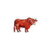 Limousin Daddy - Limousin Beef