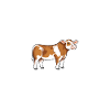 Simmental Daddy - Bœuf Simmental