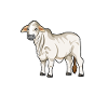 Brahman Mommy - Brahman Beef