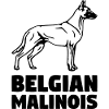 Malinois standing
