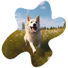 white shepherd dog in meadow