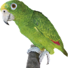 The Amazonian royal parrot