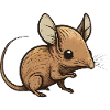 Elephant shrew