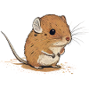 Elephant shrew