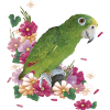 Der Amazonas-Königspapagei