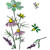 Bees, herbs, nature