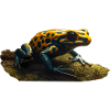 Poison dart frogs are colorful animals