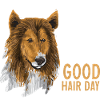 Long-haired Collie Rough Collie Dog