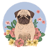 Pug