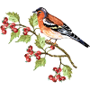 Bunter Vogel