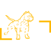 Pitbull