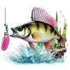 Perch fishing