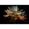 Plant in the dark