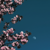 Kirschbaum mit Mond