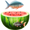 Watermelon aquarium with fish