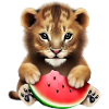 Baby lion eats watermelon
