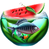 Watermelon aquarium with fish