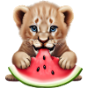 Baby lion eats watermelon