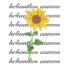 Sonnenblume "helianthus annuus"
