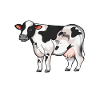 Holstein Mommy - Boeuf Holstein
