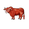 Limousin Mommy - Limousin Beef