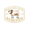 Frankenvieh Rind - Gelbvieh Rancher