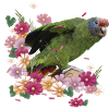 The Red-tailed Parrot