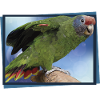 The Red-tailed Parrot