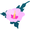 Hibiscus flower 2