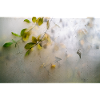 Nature behind glass