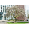 Frühling