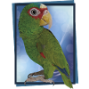 White-fronted parrot