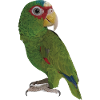 The white-fronted parrot
