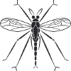 Mosquito