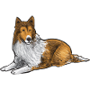 Longhair Collie Rough Collie Dog