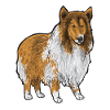 Longhair Collie Rough Collie Dog