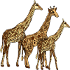 Giraffes