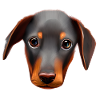 Dobermannwelpe Dobermann Hund Dobermanntrainer