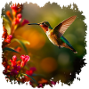 Hummingbirds need flowers