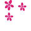 Flower Flower Plant