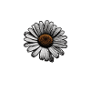 Daisy Sillouetthe