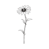 Daisy Sillouetthe