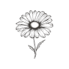 Daisy Sillouetthe