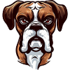 BOXER DOG