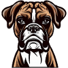 BOXER DOG DRAWING